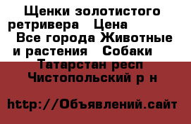 Щенки золотистого ретривера › Цена ­ 15 000 - Все города Животные и растения » Собаки   . Татарстан респ.,Чистопольский р-н
